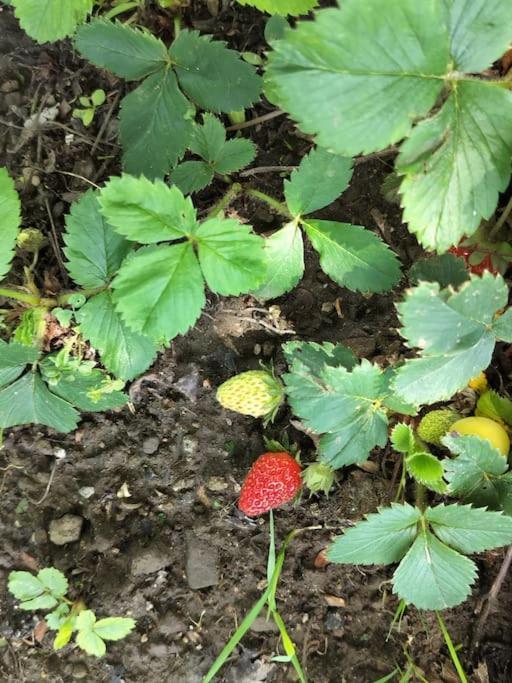 Finca Arep Alquiler Integro 6 Les Planes لاس بلاناس دهوستولس المظهر الخارجي الصورة
